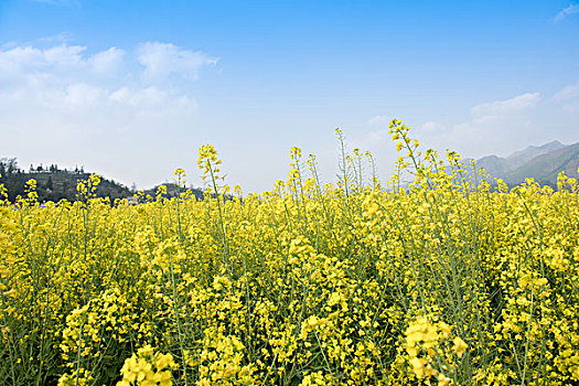 油菜花