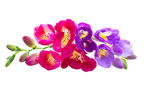 清新,花,粉色,紫罗兰,隔绝,白色背景,背景