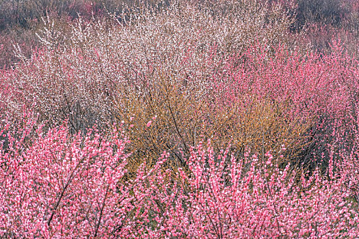 长沙岳阳交界处界碑山的梅花