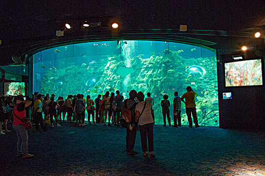 香港海洋公园海洋奇观生物馆中人们在观看海洋生物
