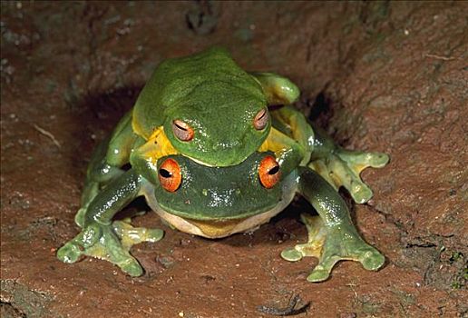 澳大利亚人,红眼树蛙,一对,交配,国家公园,澳大利亚