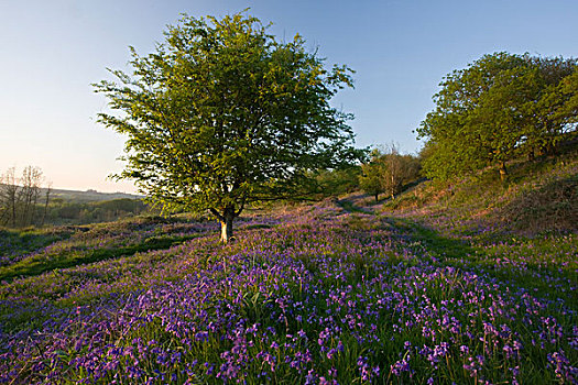 野风信子,花,大量,山,草地,普通,自然,自然保护区,多西特,英格兰,英国,欧洲