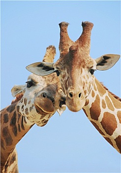 长颈鹿,情侣,相爱
