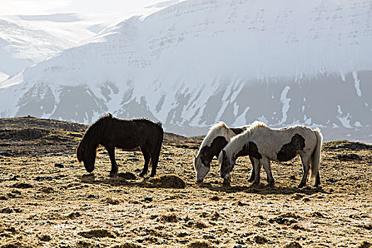 冰岛马,冬天