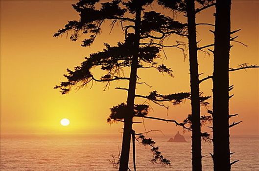 俄勒冈,艾科拉州立公园,日落,上方,海洋,框架,云杉,石头,灯塔,远景