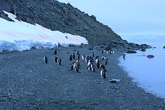 南极半岛金图企鹅