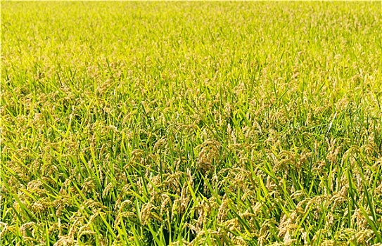 稻米,种植园