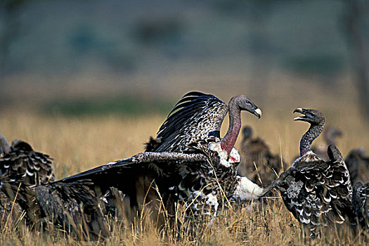 非洲,肯尼亚,马塞马拉野生动物保护区,白背兀鹫,白背秃鹫,争斗,靠近,场所,瞪羚,畜体