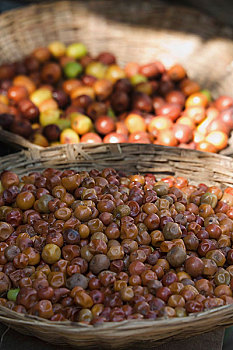 篮子,满,枣,浆果,孟买,印度