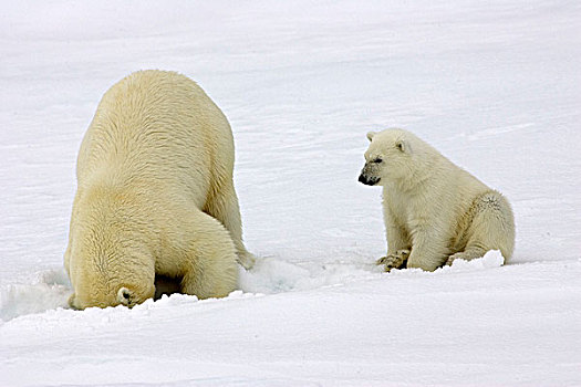 北极熊,幼兽,猎捕,捕食,下面,冰,斯瓦尔巴特群岛,挪威