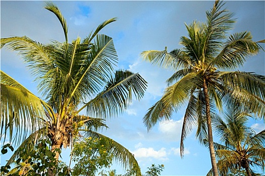 椰子树,树,蓝天
