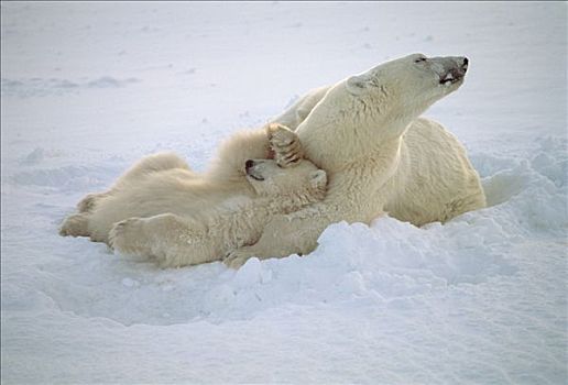 北极熊,幼兽,上方,眼睛,瓦普斯克国家公园,曼尼托巴,加拿大