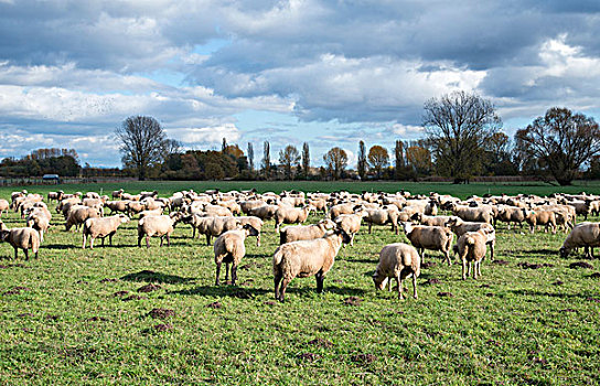 风景,绵羊,放牧,草场,莱茵兰普法尔茨州,德国