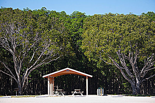 树,土地,珊瑚礁,州立公园,基拉戈岛,佛罗里达礁岛群,佛罗里达,美国