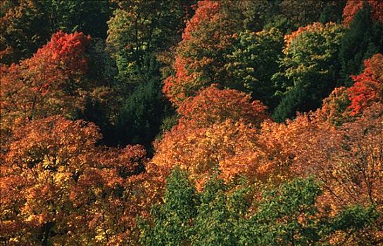 秋日树林,新英格兰,美国