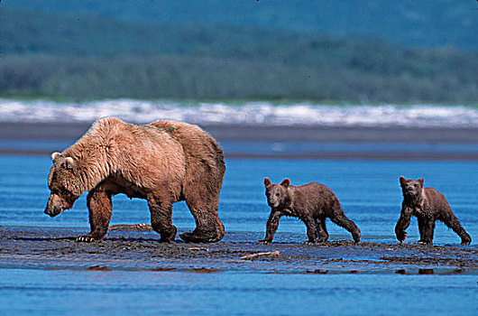 棕熊,阿拉斯加,半岛,母熊,卡特麦国家公园