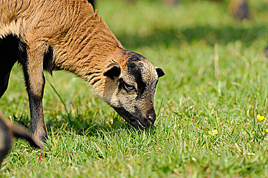 喀麦隆羊,羊肉,食草,在草甸,巴伐利亚,德国