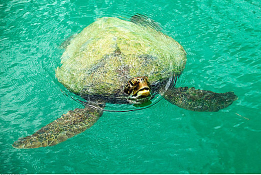 海龟,深海,胜地,瓦努阿图