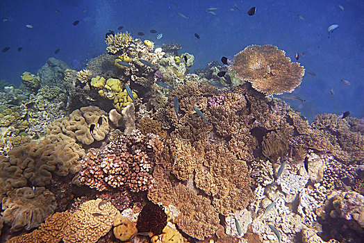 珊瑚,大堡礁,昆士兰,澳大利亚