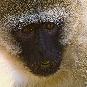 长尾黑颚猴,肯尼亚