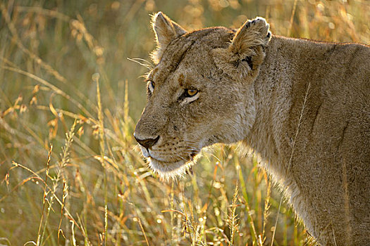 雌狮,狮子,逆光,马赛马拉国家保护区,肯尼亚,非洲