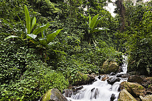 雨林,鲁文佐里山,乌干达