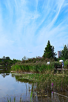 夏日龙湖