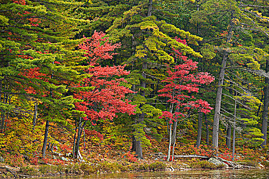 红枫,树,白色,松树,基拉尼省立公园,安大略省,加拿大