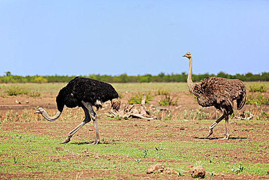 南非,鸵鸟,鸵鸟属,骆驼,成年,动物,一对,跑,克鲁格国家公园,非洲