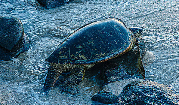 绿海龟,移动,向上,海滩,毛伊岛,夏威夷