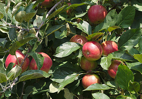 有机,摘苹果,树上,健康,水果
