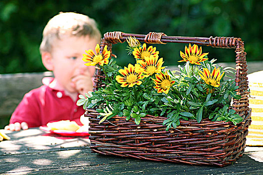 花,小孩,男孩,花园