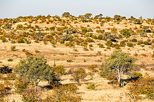 大草原,马沙图禁猎区,博茨瓦纳,非洲