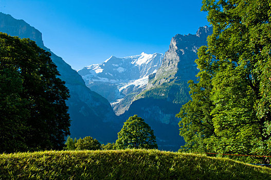 夏天,瑞士,山,伯尔尼阿尔卑斯山