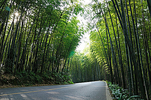 汽车素材,漂亮的竹林中的沥青路面