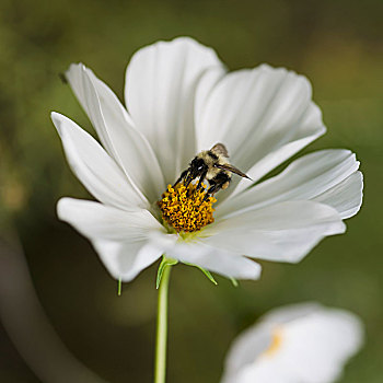大黄蜂,白花,湖,木头,安大略省,加拿大