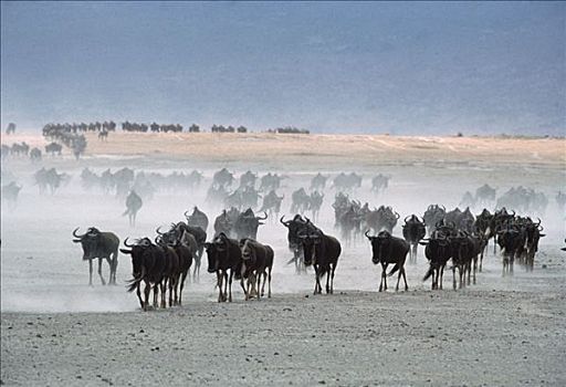 蓝角马,角马,牧群,灰尘,塞伦盖蒂国家公园,坦桑尼亚
