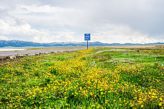 新疆,草原,公路,雪山,野花
