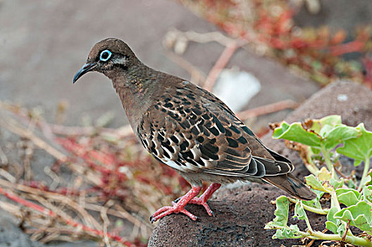 哀鸽,加拉帕戈斯群岛,厄瓜多尔