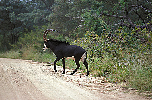 羚羊,雄性,小路,南非