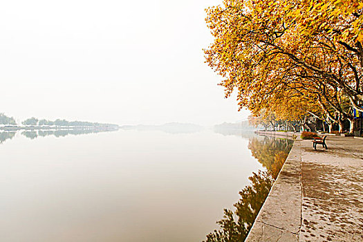 杭州,西湖,北山路,秋季,梧桐树