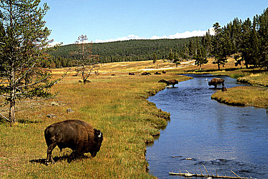 溪流,野牛,放牧,水,黄石国家公园,怀俄明