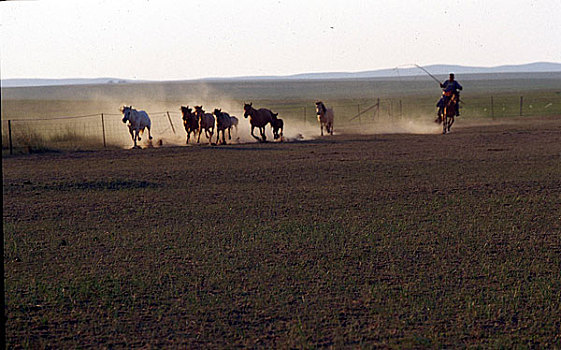 乌兰浩特草原上套马