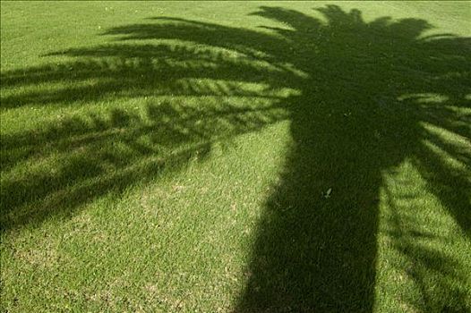 影子,棕榈树,草地,西班牙