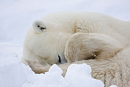 北极熊,睡觉,丘吉尔市,野生动物,管理,区域