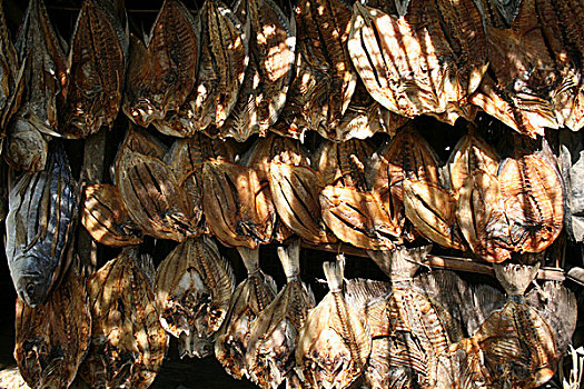 干燥,鱼肉,岛屿,孟加拉,2008年