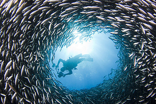 加拉帕戈斯群岛,鱼群,黑色,条纹,圆,潜水
