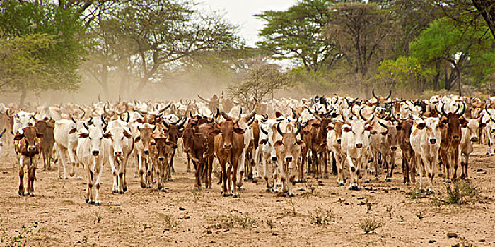牛群,人,奥莫,河,山谷,南方,埃塞俄比亚,非洲