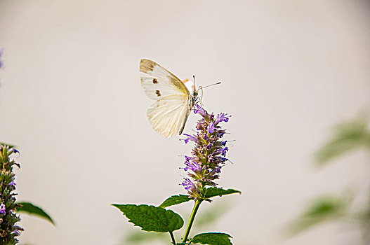 蝴蝶在藿香的花朵上