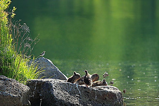 翠湖中的野鸭子